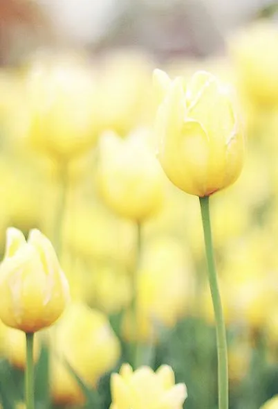 tulipanes amarillos | Amarillo | Pinterest
