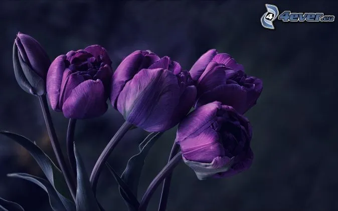 tulipanes-de-color-purpura- ...