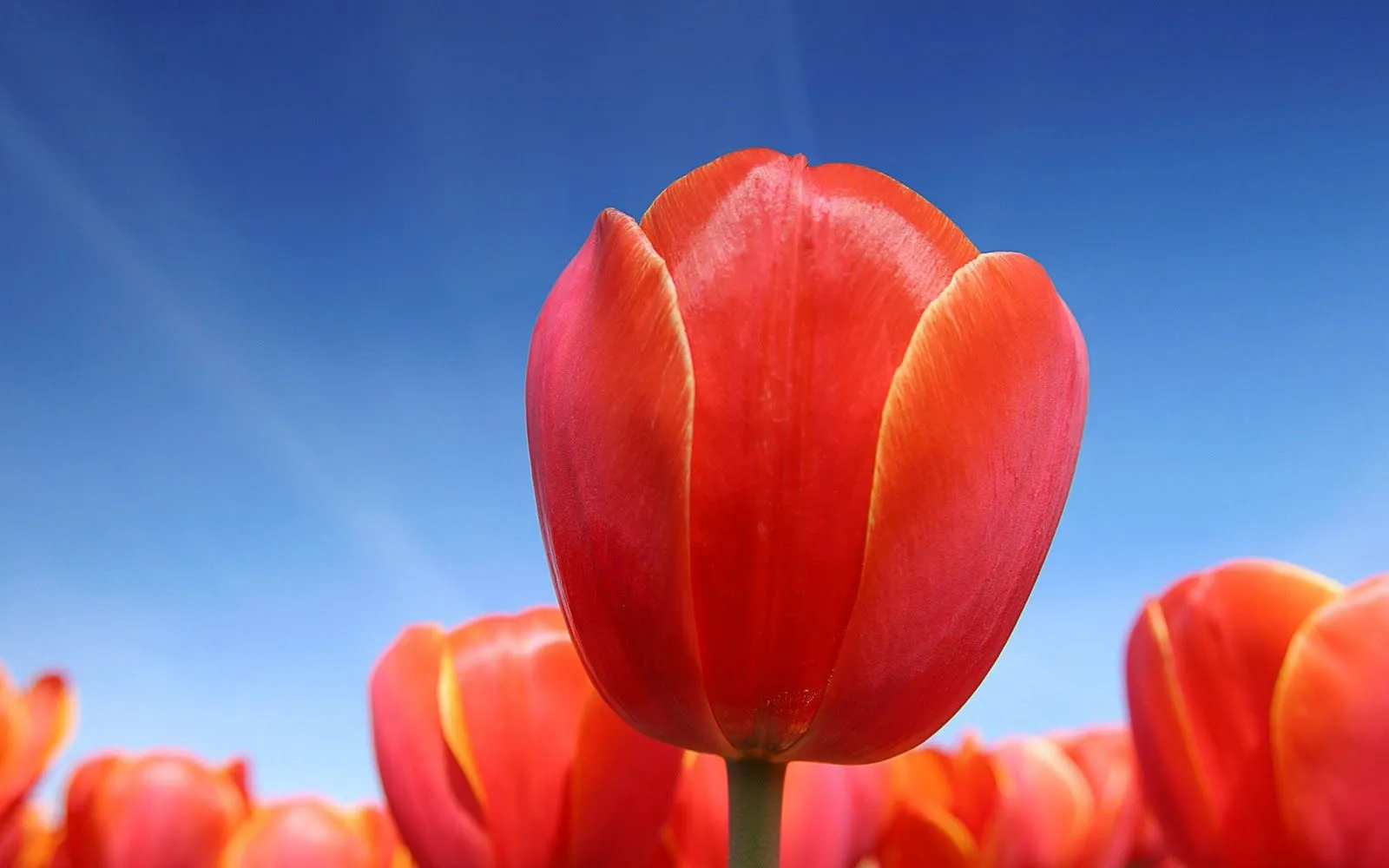 ... de flores de tulipanes para que actualicen su fondo de escritorio con ... de flores de tulipanes para que actualicen su fondo de escritorio con