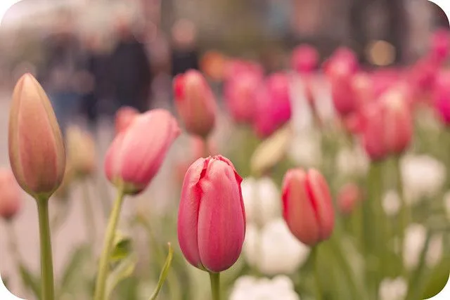 Tulipanes londinenses | Flickr - Photo Sharing!