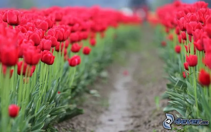 Tulipanes rojos