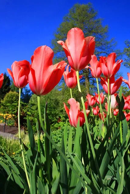 Tulipanes rojos | Flickr - Photo Sharing!