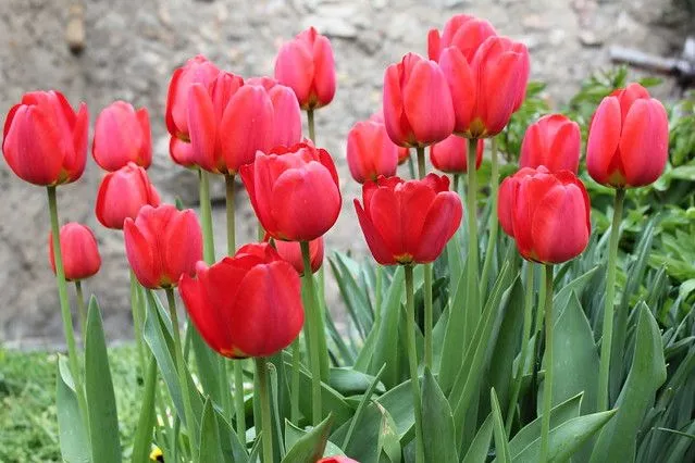 tulipanes rojos | Flickr - Photo Sharing!