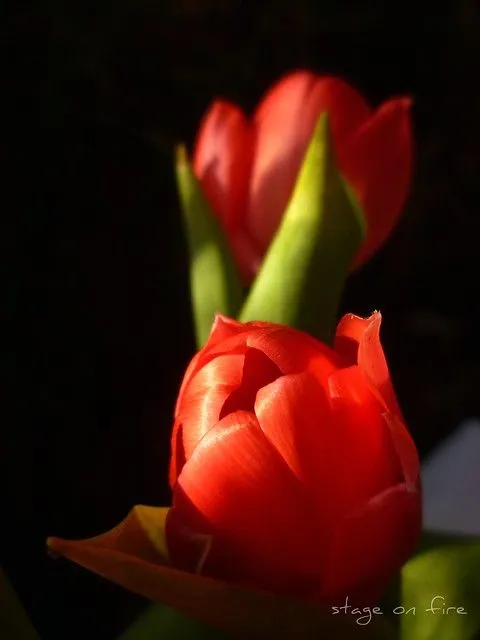 mis tulipanes rojos <3 | Flickr - Photo Sharing!