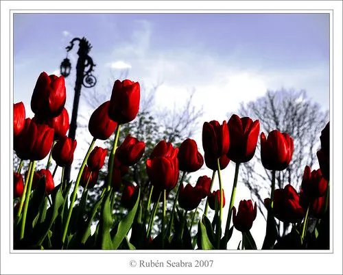 Tulipanes Rojos - a photo on Flickriver