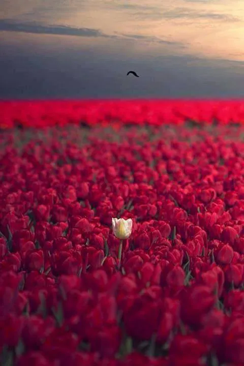 tulipanes rojos | Tumblr