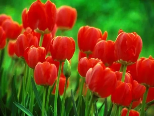 Tulipanes rojos - Imagui