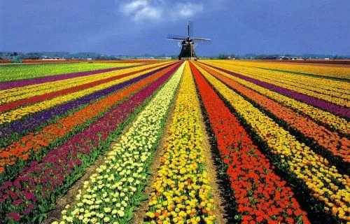 Tulipomanía, la fiebre del tulipán que casi llevó a Holanda a la ...