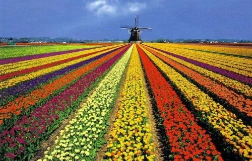 Tulipomanía, la fiebre del tulipán que casi llevó a Holanda a la ... Tulipomanía, la fiebre del tulipán que casi llevó a Holanda a la ...