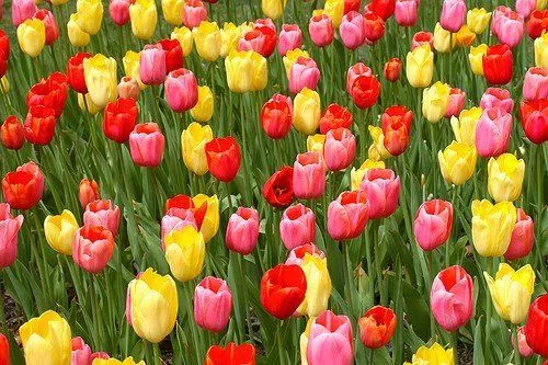 Tulipomanía, la fiebre del tulipán que casi llevó a Holanda a la ...