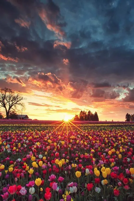 Tulips everywhere