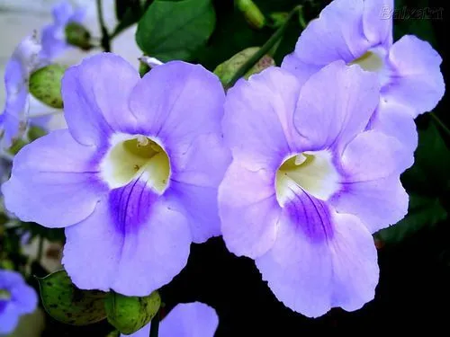 Tumbergia azul, Enredadera de trompeta azul, Bignonia azul ... Tumbergia azul, Enredadera de trompeta azul, Bignonia azul ...