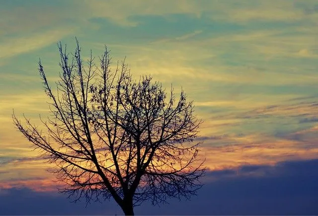 Tumblr arboles - Imagui