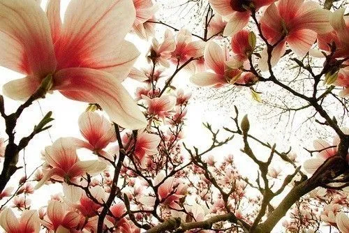 Imagenes de tumblr de flores - Imagui