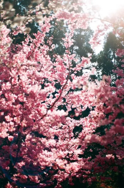 Fondos de flores tumblr - Imagui