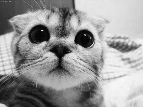 Gatito tumblr - Imagui