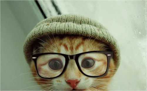 Tumblr de gatos - Imagui