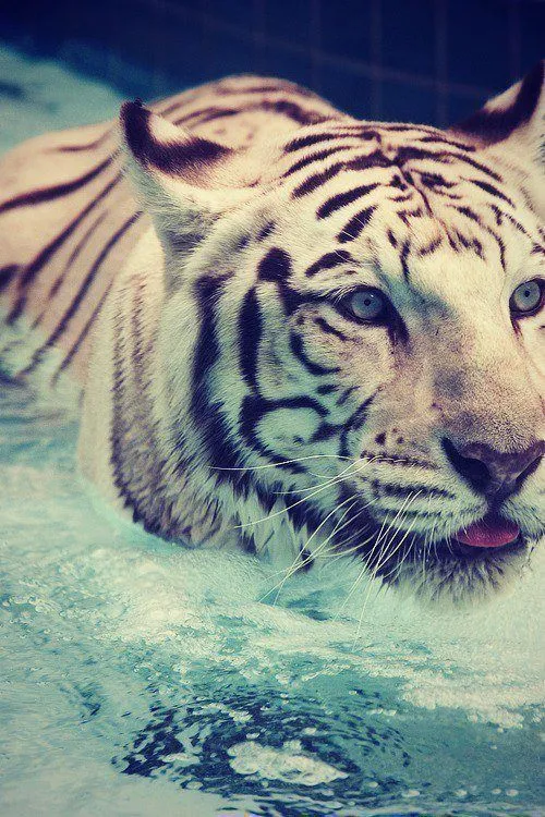 Tumblr leones - Imagui