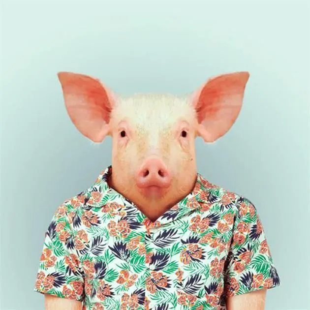 tumblr mkd241kQgx1qzfsnio8 1280 11 hipster animals Yago Partal ... tumblr mkd241kQgx1qzfsnio8 1280 11 hipster animals Yago Partal ...