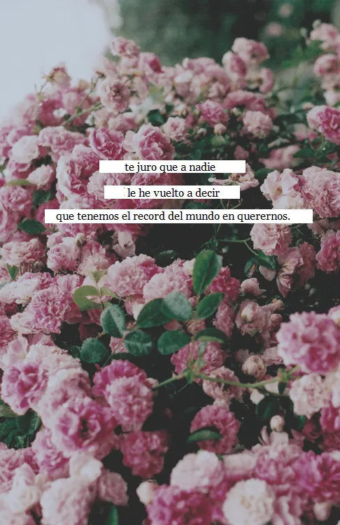 Tumblr de rosas - Imagui