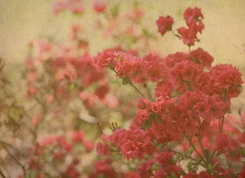 tumblr_l5na86wwl51qcqx7ro1_500.jpg