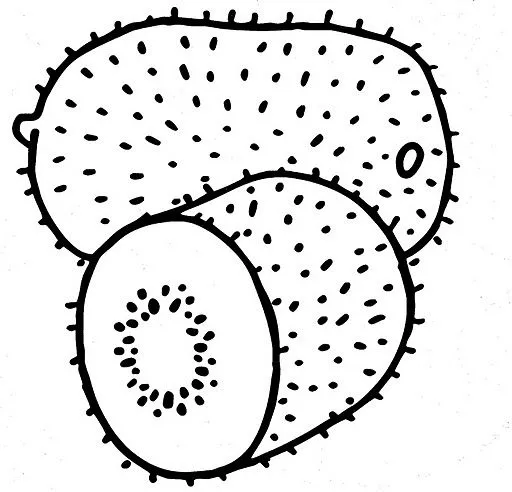 Tunas para colorear - Imagui