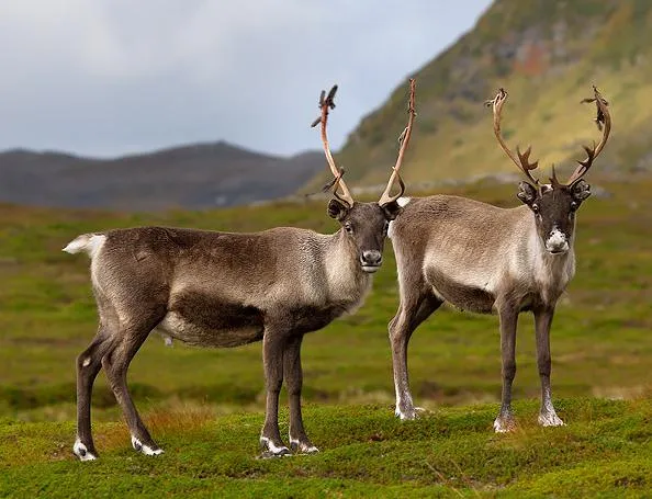 LA TUNDRA": LOS RENOS
