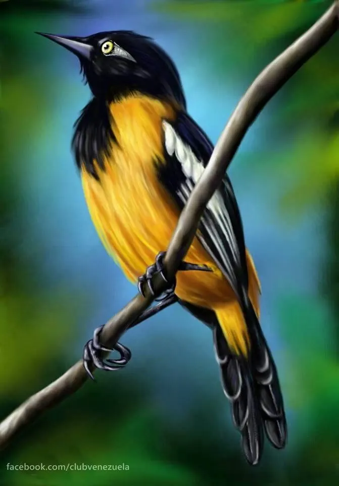 El Turpial Ave Nacional | Beautiful birds, Wild animal kingdom, Colorful birds El Turpial Ave Nacional | Beautiful birds, Wild animal kingdom, Colorful birds