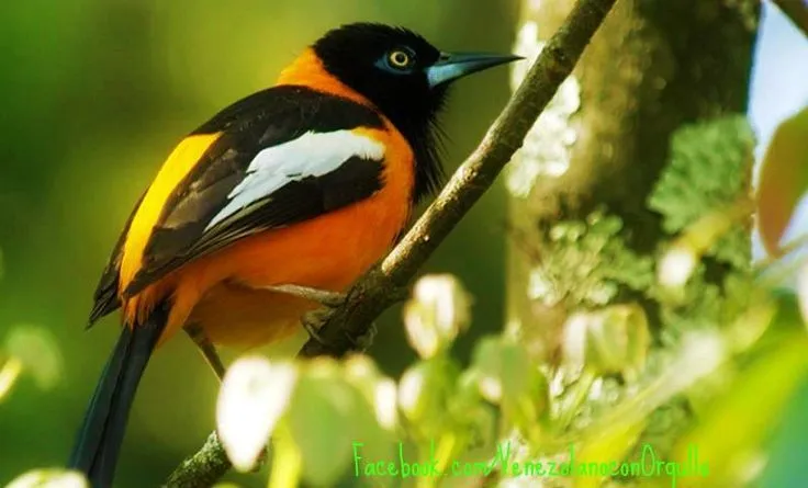 Pajaro nacional de venezuela - Imagui