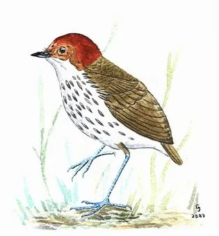 Siempre Verde Venezuela: Gustavo Jiménez: 1400 Aves para ilustrar Siempre Verde Venezuela: Gustavo Jiménez: 1400 Aves para ilustrar