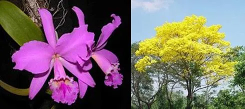 El araguaney la orquídea y el turpial para dibujar - Imagui