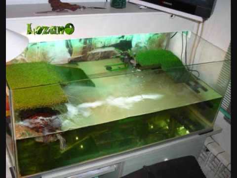 Tutorial para crianza de tortugas semiacuáticas - YouTube Tutorial para crianza de tortugas semiacuáticas - YouTube