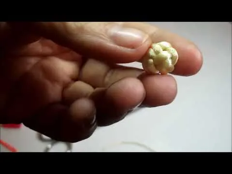 TUTORIAL DIY COMO HACER UNA PULSERA CON NUDOS CABEZA DE TURCO CON ... TUTORIAL DIY COMO HACER UNA PULSERA CON NUDOS CABEZA DE TURCO CON ...