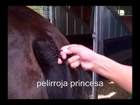 Tutorial: Trenzar la cola del caballo. - YouTube Tutorial: Trenzar la cola del caballo. - YouTube