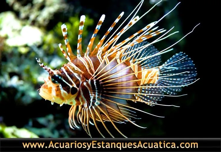 Tutoriales consejos Acuarios y Estanques Acuatica: Eligiendo la ... Tutoriales consejos Acuarios y Estanques Acuatica: Eligiendo la ...