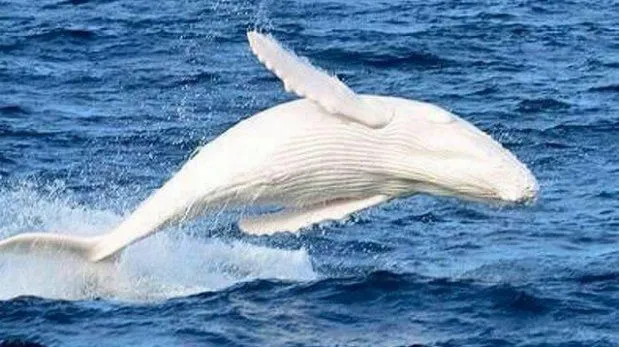 Twitter: ballena blanca navega por Australia e inspira cuenta ...