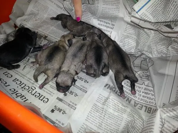 Twitter / iSarcasmos: Los pug carlinos recien nacidos ... Twitter / iSarcasmos: Los pug carlinos recien nacidos ...