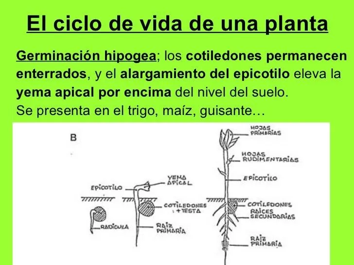 u-n-i-d-a-d-7-las-plantas-con- ...