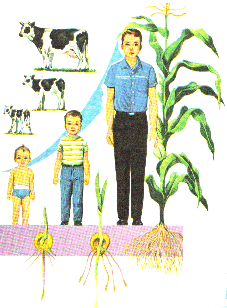 CEIP VIRGEN DE LOS LLANOS : LOS SERES VIVOS CEIP VIRGEN DE LOS LLANOS : LOS SERES VIVOS