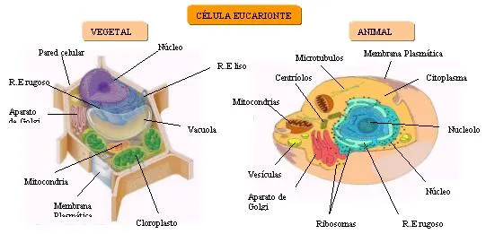 U.E.P.I. Biología: TAREA CUADROS DIDÁCTICOS 3ero Amarillo U.E.P.I. Biología: TAREA CUADROS DIDÁCTICOS 3ero Amarillo