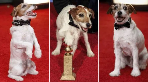 Uggie, el perro actor que ganó un Globo de Oro | Cine ... Uggie, el perro actor que ganó un Globo de Oro | Cine ...