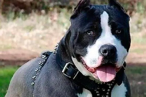 LO ÚLTIMO - Ahora ladrones se valen de perros pitbull para atracar ...