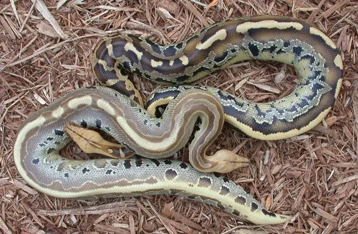 Ultra-Breit Borneo Short Tail Pythons