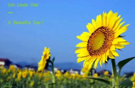 UM LINDO DIA | Flickr - Photo Sharing! UM LINDO DIA | Flickr - Photo Sharing!