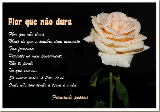 Um Olhar e uma Objectiva: A Rosa em poema