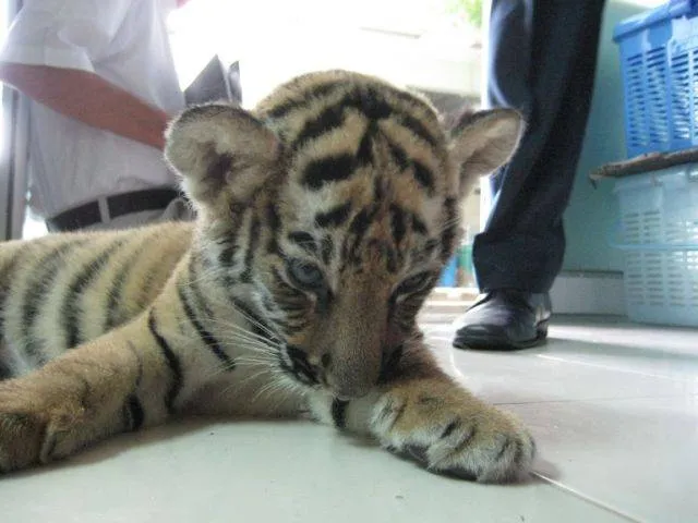 Tribuna Animal: Tigre bebé dopado descoberto em bagagem no aeroporto ...