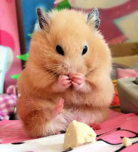 Pets and bunnies :3 | Kawaii | Página 2