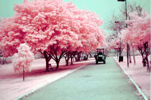Uncensured Bullshit: Hanami ~ Anime Recomendations/