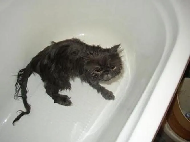 El undécimo mandamiento: No mojarás a tu gato | Tejiendo el mundo El undécimo mandamiento: No mojarás a tu gato | Tejiendo el mundo