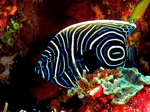 Underwater Wallpaper - Blackberry phone | Flickr - Photo Sharing! Underwater Wallpaper - Blackberry phone | Flickr - Photo Sharing!